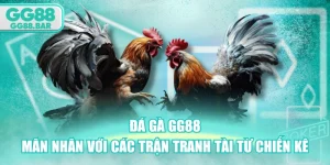 Đá Gà GG88 - Mãn Nhãn Với Các Trận Tranh Tài Từ Chiến Kê