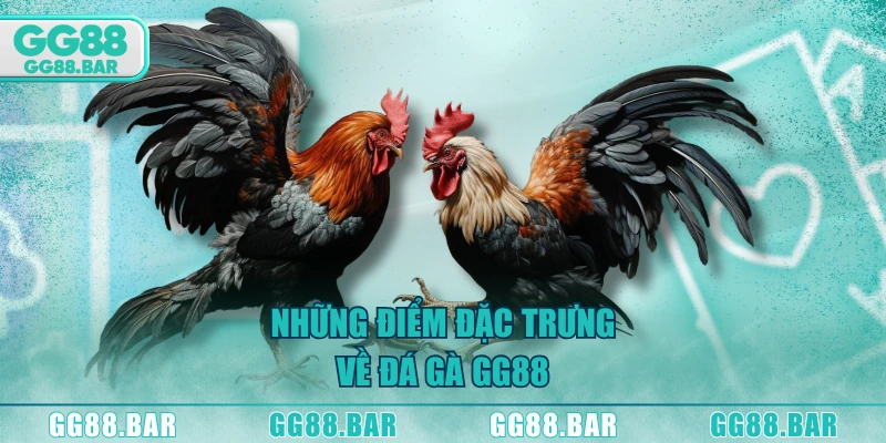 Những điểm đặc trưng về đá gà GG88